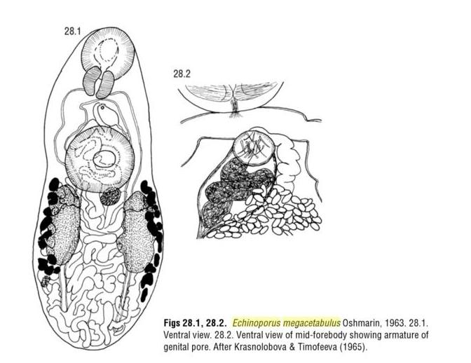Представитель Семейства Echinoporidae